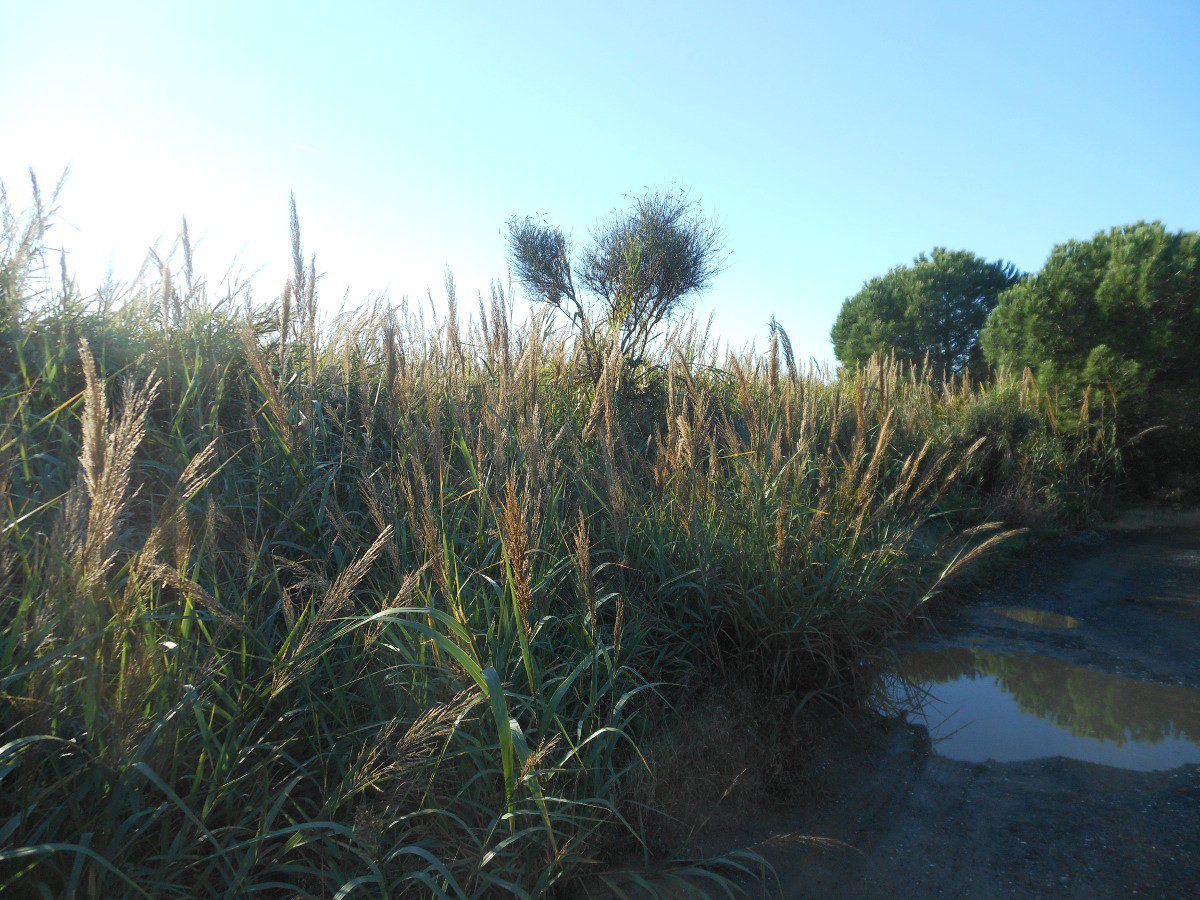 Arundo donaciformis (Loisel.) Hardion, Verlaque & B. Vila